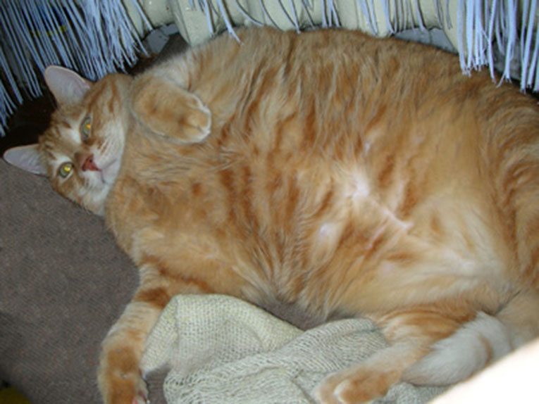 fattest-cat-01.jpg